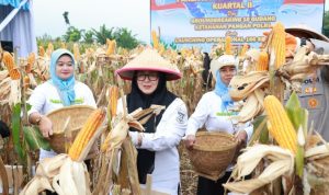 panen jagung